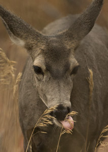 deer